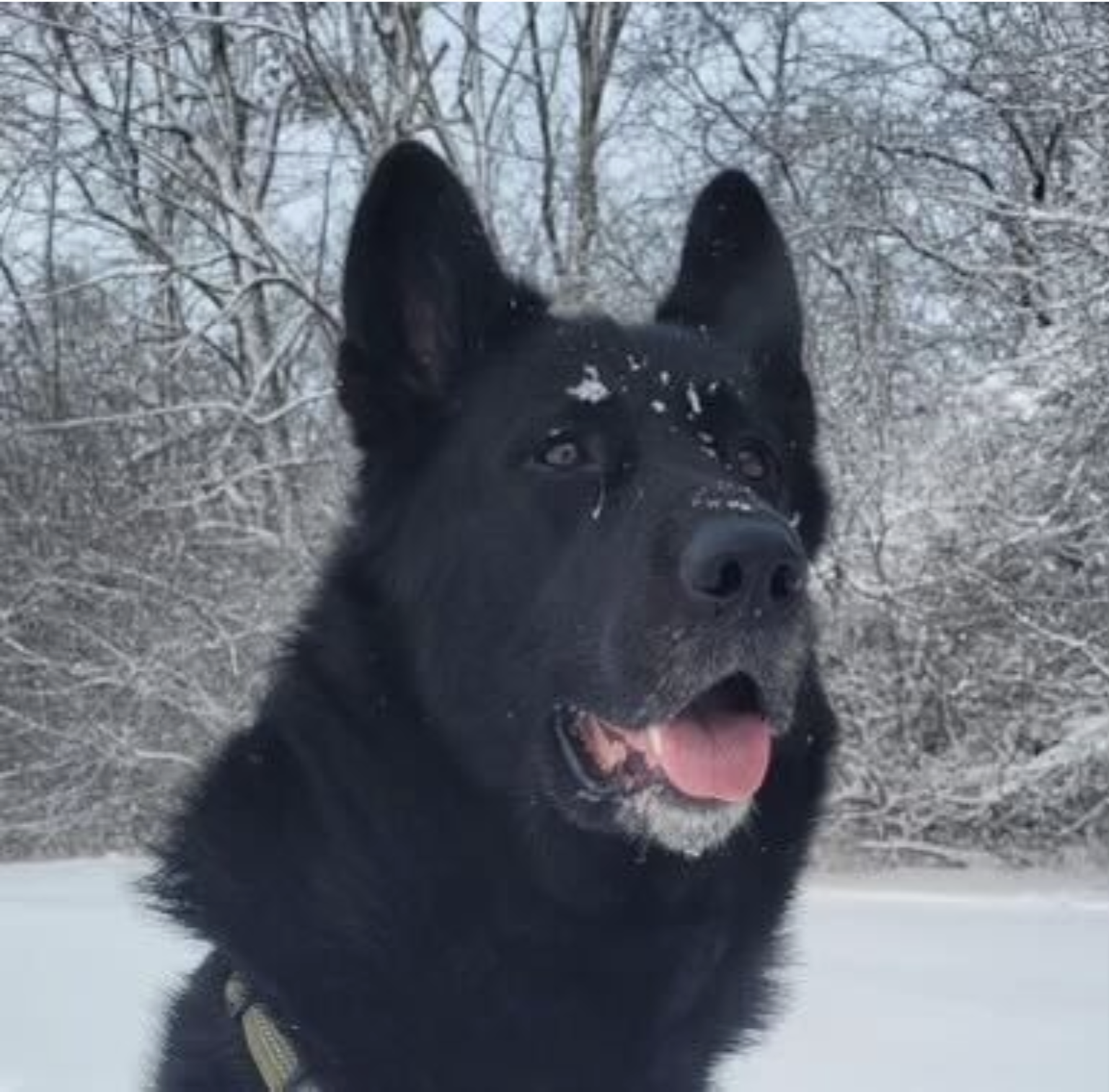 "D" the Company Dog